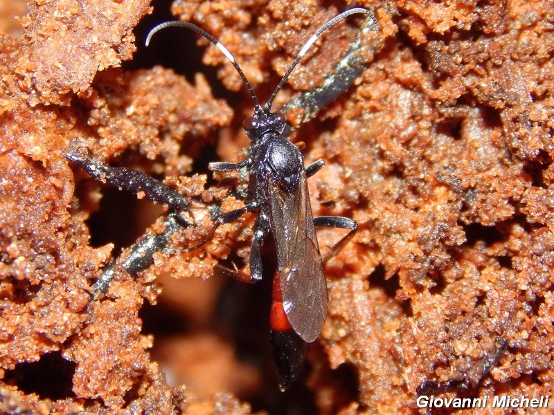 Sphecidae? No. Ichneumonidae